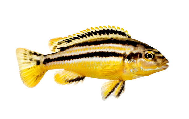 auratus ciclide melanochromis auratus golden mbuna pesce d'acquario isolato - brooder foto e immagini stock