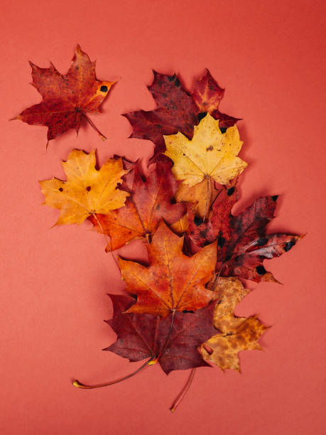 istock Autumn leaves on red background studio shot background 859735702