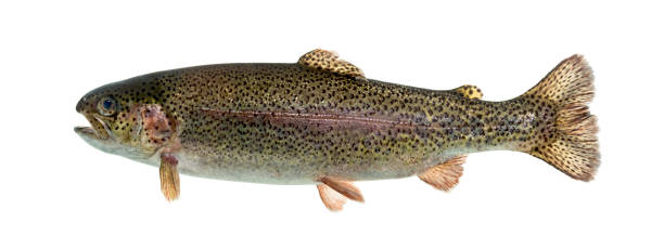 istock Rainbow trout swimming, isolated on white 859735778