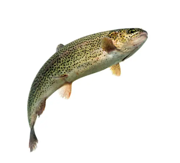 Photo of Rainbow trout swimming, isolated on white