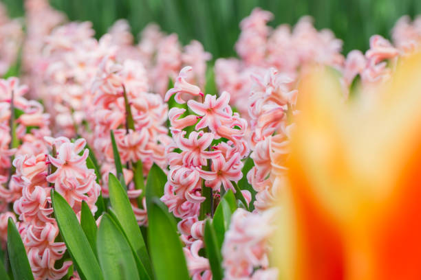 istock Colored hyacinths grow in the garden 859736420