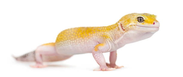 istock Yellow gecko standing, isolated on white 859736864