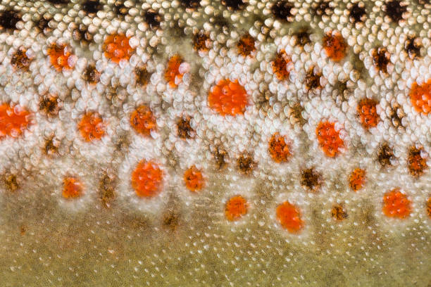 Close-up of brown trout scales
