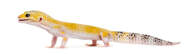 istock Yellow gecko standing, isolated on white 859736942