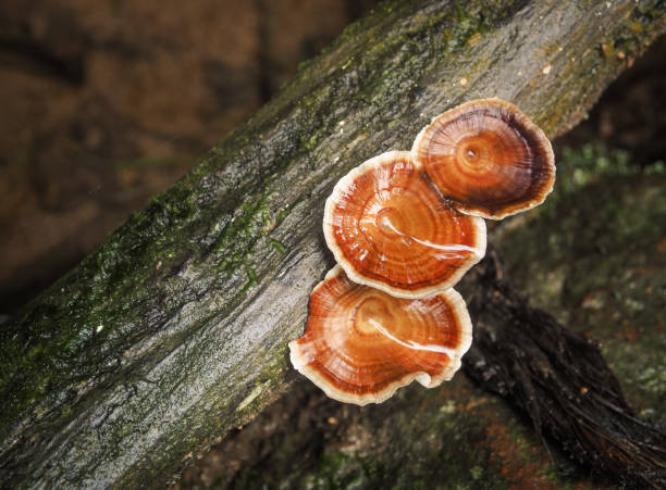 istock Beautiful mushroom in forest 859740226