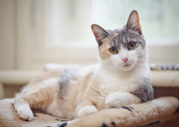 istock Yellow-eyed cat of a multi-colored color 859740816