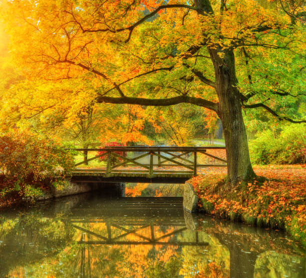 istock Beautiful autumn scenery in park. 859743392