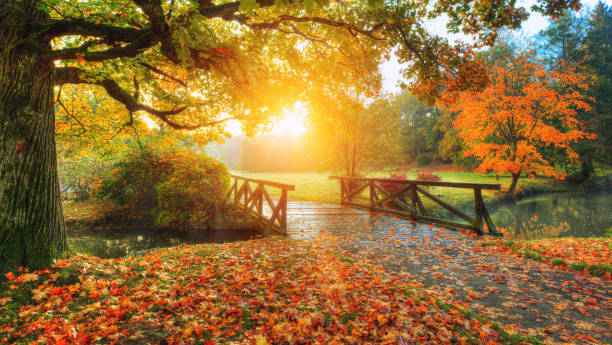 istock Beautiful autumn scenery in park. 859743942