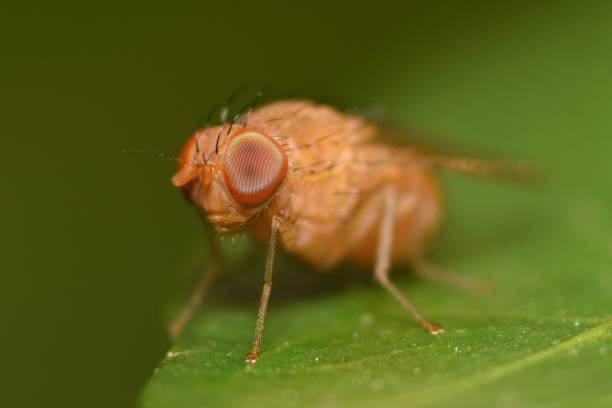 istock Close up fly and compound eyes on green leaf. 859747926