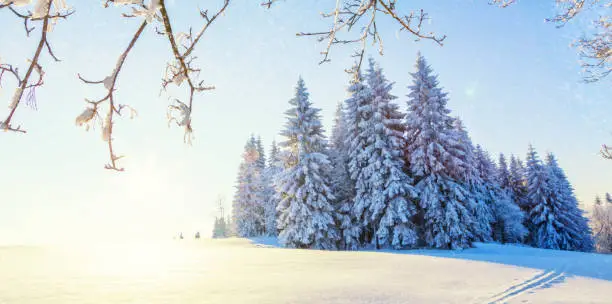 Beautiful snowy landscape panorama with forest on background. Fresh powder snow, winter nature