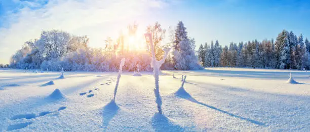 Beautiful snowy landscape panorama with forest on background. Fresh powder snow, winter nature