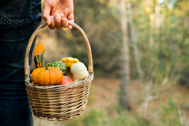 istock man with a basket full of pumpkins 859751878