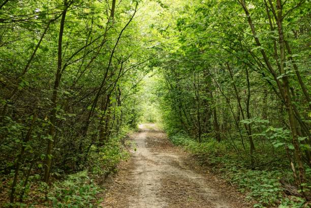 istock Forest road in the shade of small leafy trees 859752420