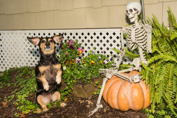 istock Cute Halloween Dachshund 859752728
