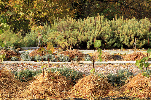 Covering young grapevine plants with straw mulch to protect from cold during winter.