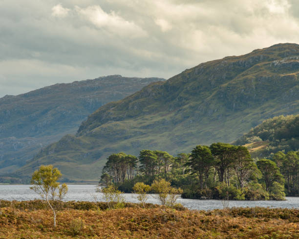 istock Birch Tree's with Scottish countryside in background. 859755934