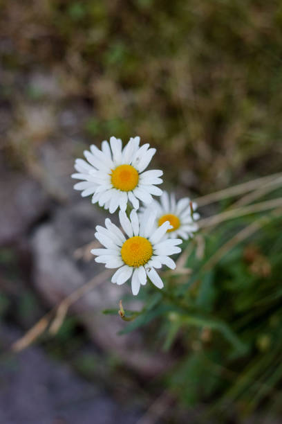 istock Flowers of chamomile 859756246