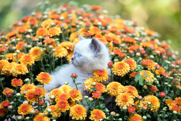 istock Cute little kitten in orange daisy flowers 859756454