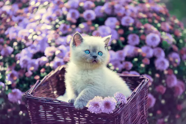Photo of Cute little kitten in a basket in a garden near violet daisy flowers