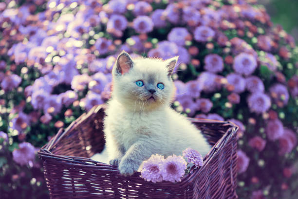 gatinho fofo em uma cesta em um jardim perto de flores violeta margarida - violet blossom spring nature - fotografias e filmes do acervo