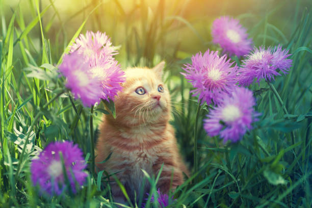 istock Cute little red kitten walks on the floral lawn 859756876