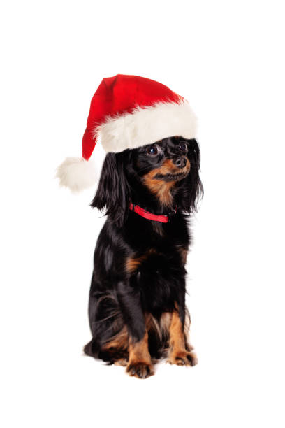 istock Dog in Santa Hat Isolated on White Background 859760580