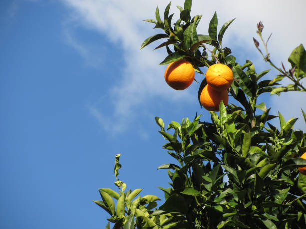 Orange fruits hanging on the tree against the blue sky