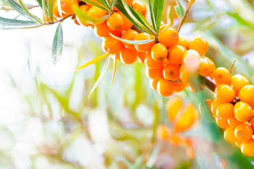 Berries of a sea buckthorn. Perennial and thorny shrub growing in poor, sandy soils.