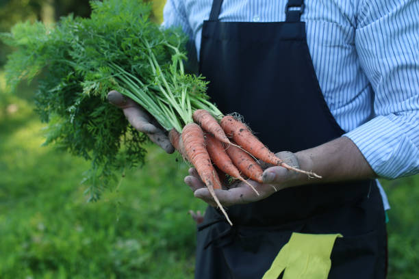 istock gardener man holding carrot harvest in a hand 859761668