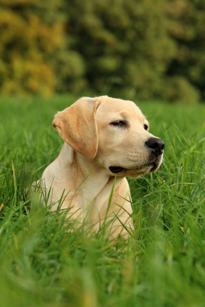 labrador - kräftig fotografías e imágenes de stock