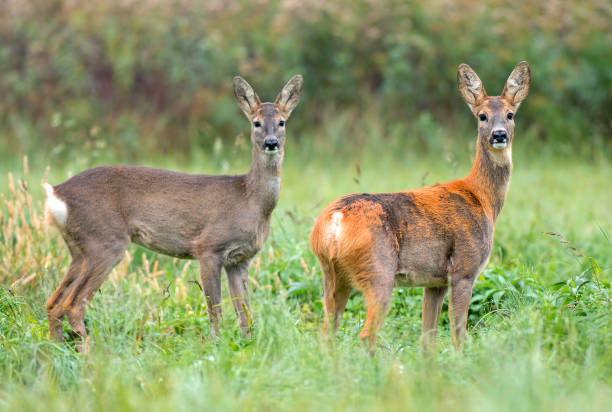 istock Two wild female roe deers in a field 859767300