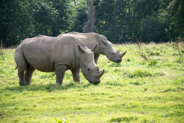istock Two rhinoceros feedingon lush grass 859770634