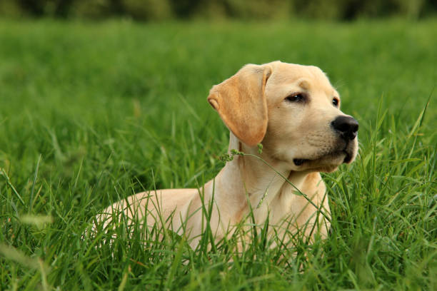 labrador - kräftig fotografías e imágenes de stock