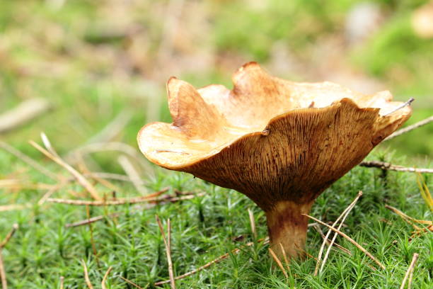 Waldgeschichte Mushrooms in the forest Cepe stock pictures, royalty-free photos & images