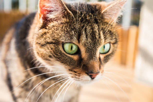 istock Cat interested in something on the floor. Cat saw something. 859771914