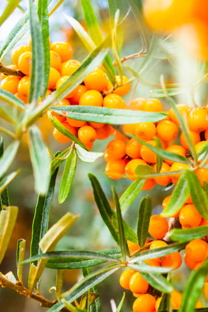 Argousier, berries. Berries of a sea buckthorn. Perennial and thorny shrub growing in poor, sandy soils. autumn copy space rural scene curing stock pictures, royalty-free photos & images