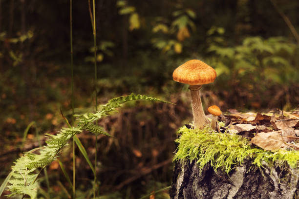 istock Red mushrooms with plate-shaped hats grows on a stump 859772318