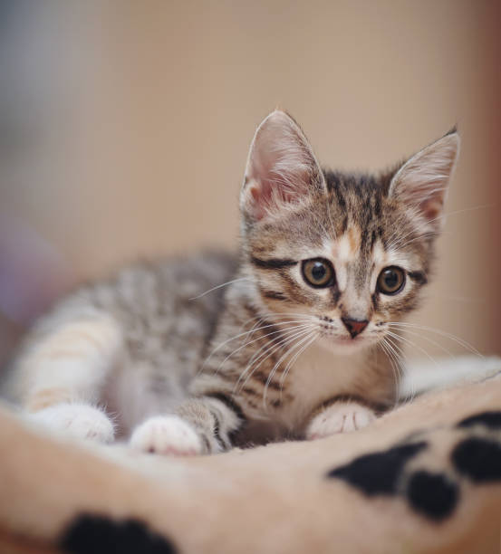 istock The striped  kitten with white moustaches lies 859774708