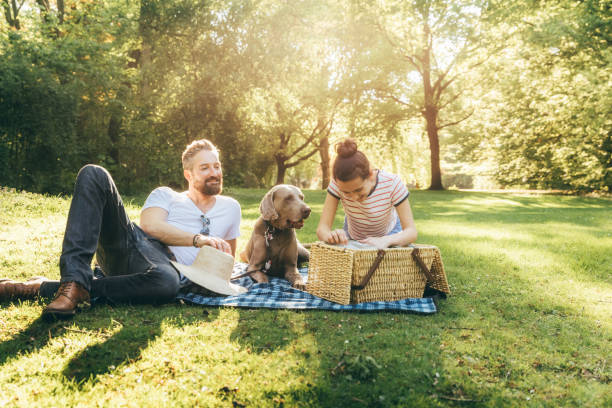 tir d’un père heureux avec la fille et le chien couché sur une couverture dans un parc - weimaraner dog animal domestic animals photos et images de collection