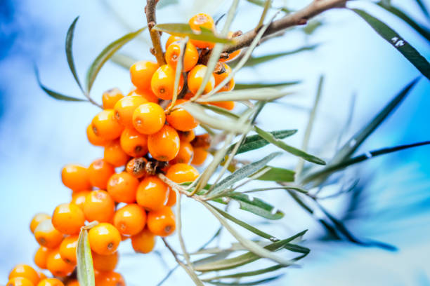 Argousier, berries. Berries of a sea buckthorn. Perennial and thorny shrub growing in poor, sandy soils. autumn copy space rural scene curing stock pictures, royalty-free photos & images