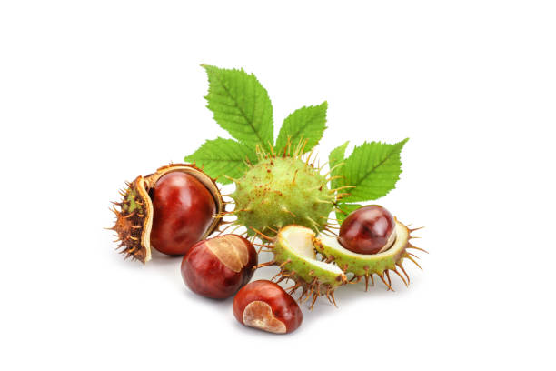 istock Chestnuts with leaves on white background. An isolated object 859775296