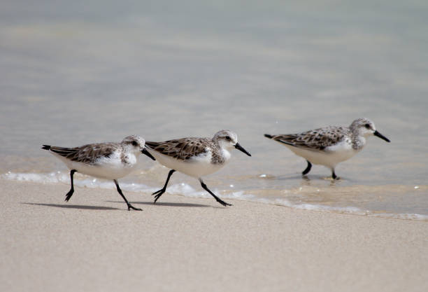 istock Sandpiper in the Oman 859779892