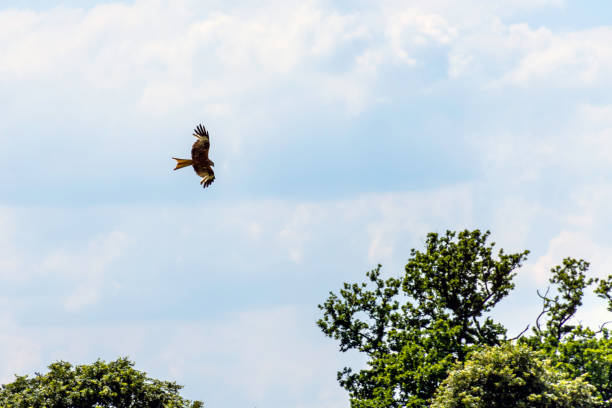 istock Wild hunting eagle in the clouds 859780296