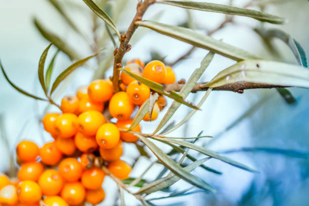 Argousier, berries. Berries of a sea buckthorn. Perennial and thorny shrub growing in poor, sandy soils. autumn copy space rural scene curing stock pictures, royalty-free photos & images