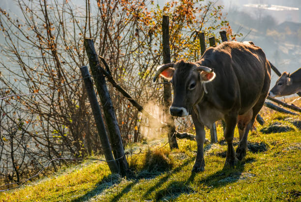 rufous vaca cerca de la valla en ladera - protection animal autumn close to fotografías e imágenes de stock