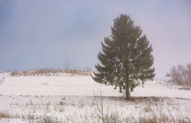 drzewo iglaste na zaśnieżonej łące we mgle - winter lake snow fog zdjęcia i obrazy z banku zdjęć