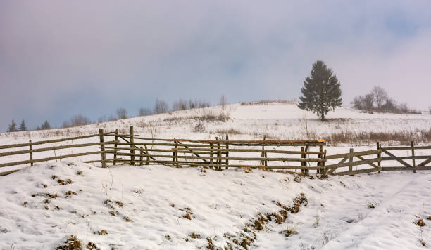 drzewo iglaste na zaśnieżonej łące we mgle - winter lake snow fog zdjęcia i obrazy z banku zdjęć