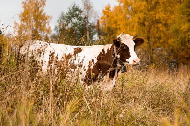 A large and adult cow eats grass on a pasture in the countryside