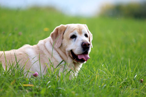 labrador - kräftig imagens e fotografias de stock