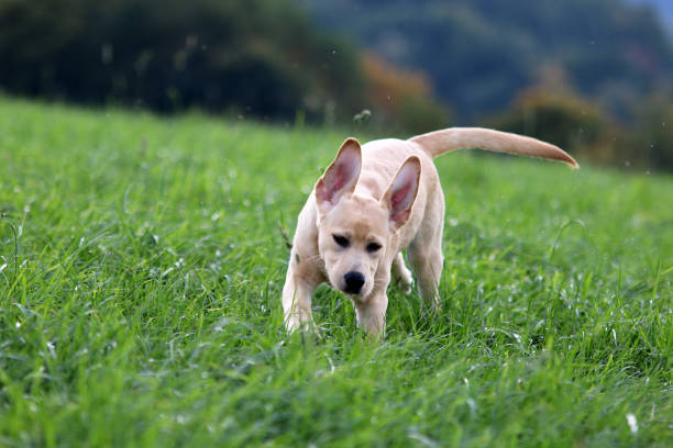 labrador - kräftig imagens e fotografias de stock